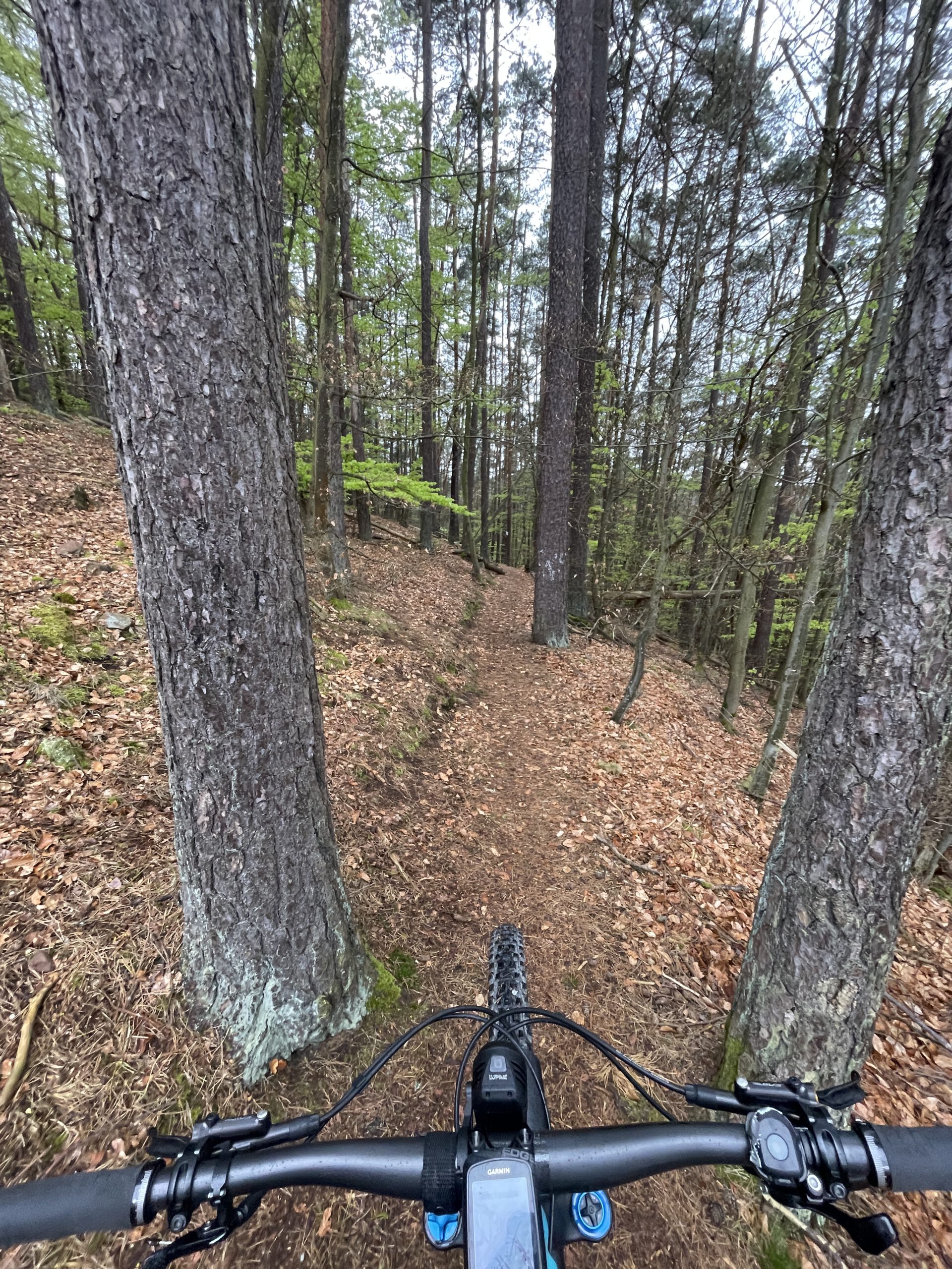 Trans Pfälzerwald