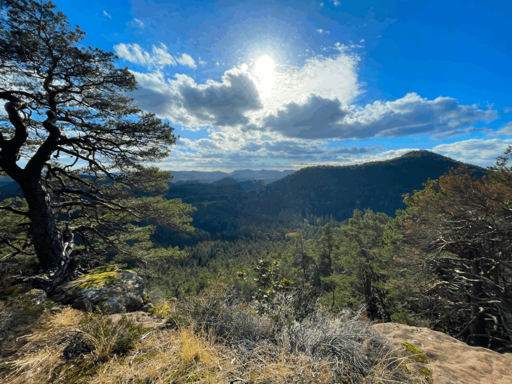 Trans Pfälzerwald